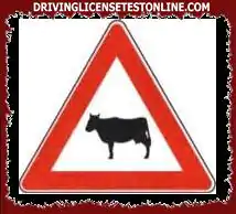 The sign shown announces a stretch of road with the probable crossing of domestic animals