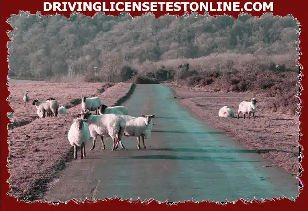 ¿Qué debes hacer cuando pasas ovejas sueltas en la carretera? ?